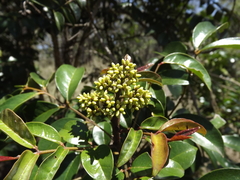 Zanthoxylum brachyacanthum