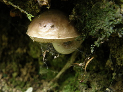 Fistulinella viscida