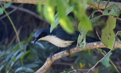 Melanotis hypoleucus