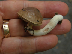 Fistulinella viscida