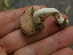 Fistulinella viscida