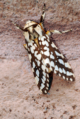 Lophocampa ingens