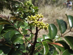 Zanthoxylum brachyacanthum