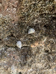 Echinolittorina aspera