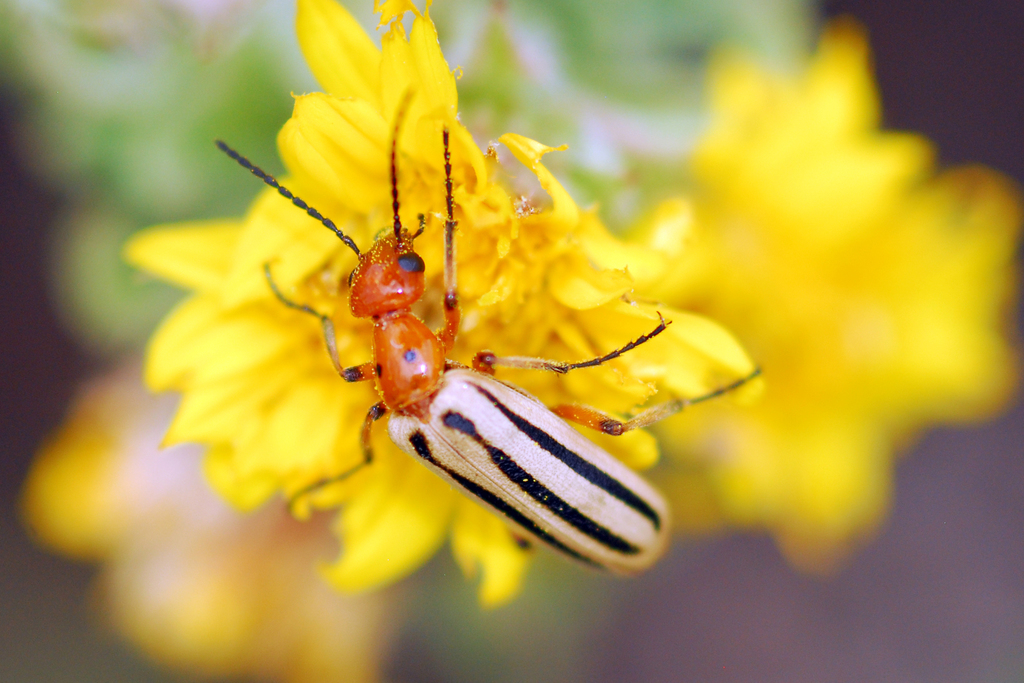 Pyrota bilineata