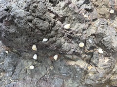 Echinolittorina aspera