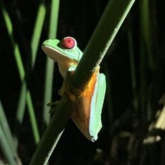 Agalychnis callidryas