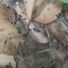 Traumatomutilla quadrum