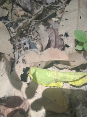 Traumatomutilla quadrum