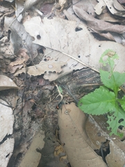 Traumatomutilla quadrum