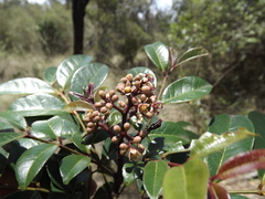 Zanthoxylum brachyacanthum