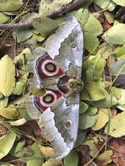 Gonimbrasia zambesina