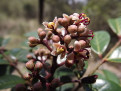 Zanthoxylum brachyacanthum