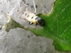 Yponomeuta evonymella