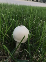 Leucoagaricus naucinus