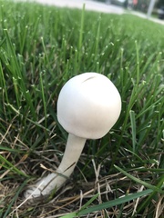 Leucoagaricus naucinus