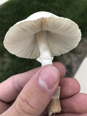 Leucoagaricus naucinus
