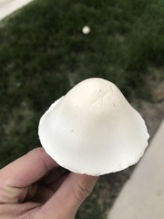 Leucoagaricus naucinus