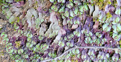 Asterella tenella