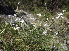 Lithotoma anethifolia