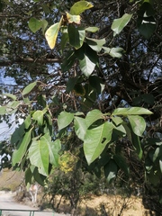 Quercus polymorpha