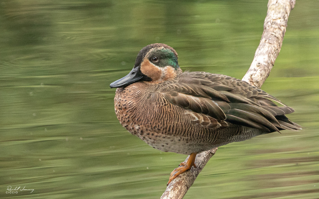 Green-winged × Blue-winged Teal