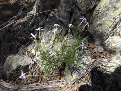 Lithotoma anethifolia