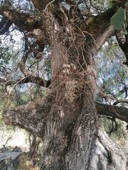 Quercus polymorpha
