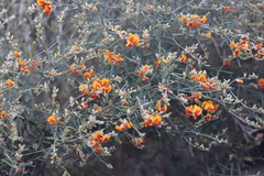 Gastrolobium musaceum
