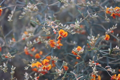 Gastrolobium musaceum