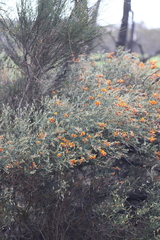 Gastrolobium musaceum