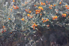Gastrolobium musaceum