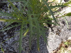 Lithotoma anethifolia