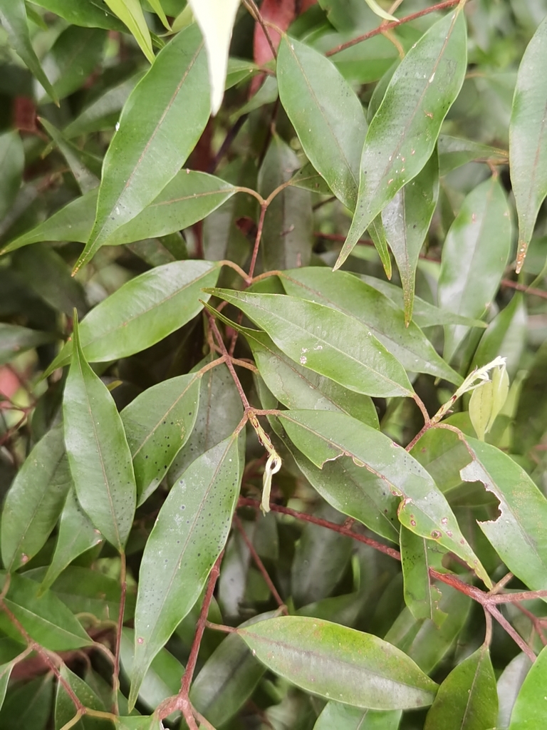 Plinia puriscalensis