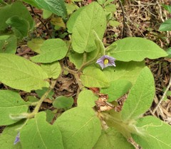 Solanum densevestitum
