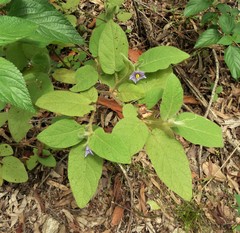 Solanum densevestitum