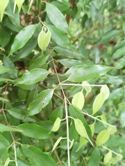 Plinia puriscalensis