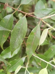 Plinia puriscalensis