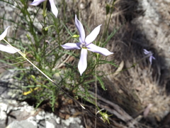 Lithotoma anethifolia