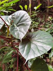 Begonia multinervia