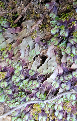 Asterella tenella