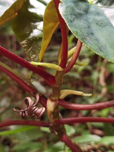 Image of Begonia multinervia by (c) Eduardo Chacón Madrigal, some rights reserved (CC BY)