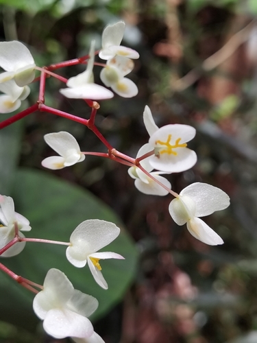 Image of Begonia multinervia by (c) Eduardo Chacón Madrigal, some rights reserved (CC BY)