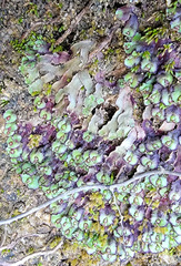 Asterella tenella