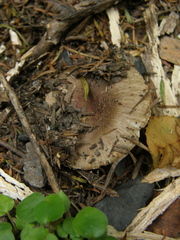 Russula vinaceocuticulata