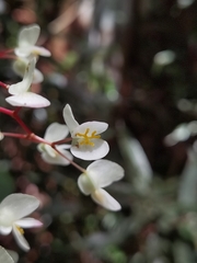 Begonia multinervia