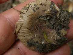 Russula vinaceocuticulata