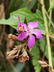 Tibouchina bipenicillata