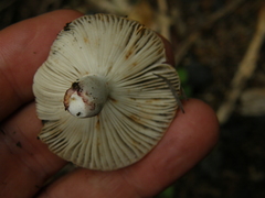 Russula vinaceocuticulata