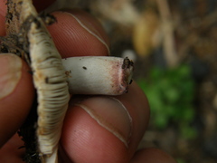 Russula vinaceocuticulata